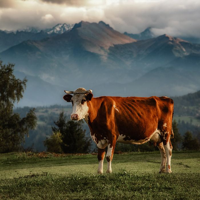 Krowa w Tatrach